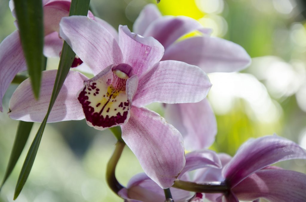 orquídea-jardins-do-passaredo