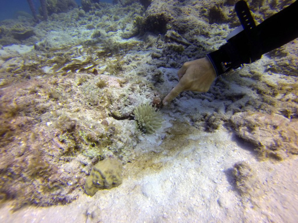 mergulho-em-Curaçao